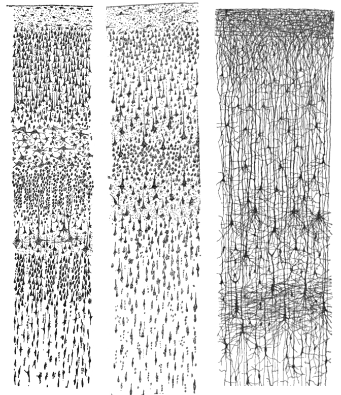Three hand-drawn ink illustrations of the human cerebral cortex by Santiago Ramón y Cajal, 1899. Left: Nissl-stained visual cortex of an adult. Center: Nissl-stained motor cortex of an adult. Right: Golgi-stained cortex of a one-and-a-half-month-old infant. The drawings show intricate layers of neurons with delicate branching dendrites.